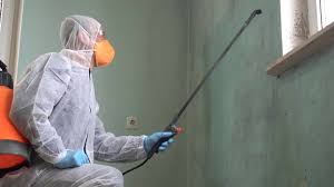 Best Mold Odor Removal Services  in Woodbury, MN