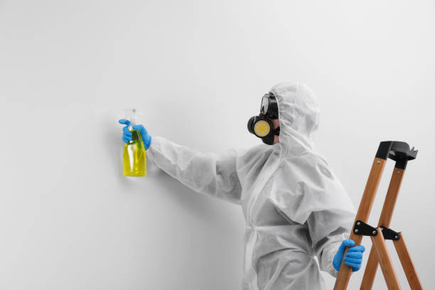 Reliable Woodbury, MN Mold Removal & Remediation Solutions